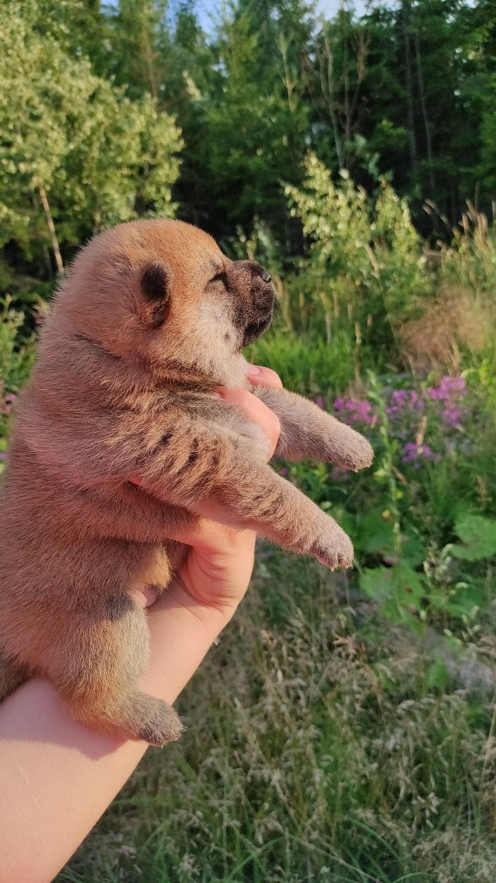 Сиба Rubylight Qiwi питомник Рубилайт 