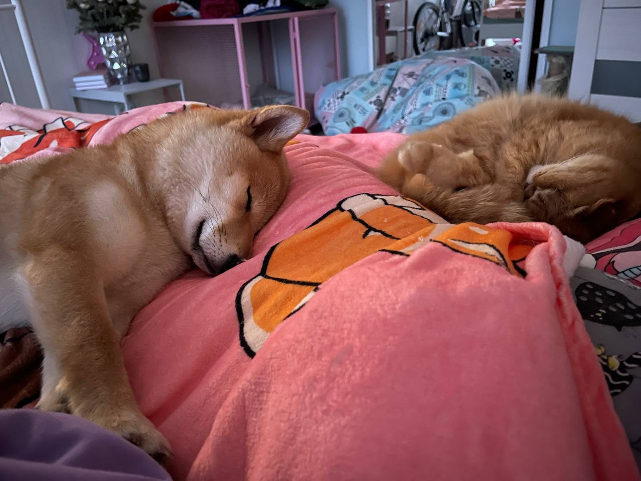 сиба питомник Рубилайт щенки на продажу rubylight  сиба щенки купить Шиба сиба-ину