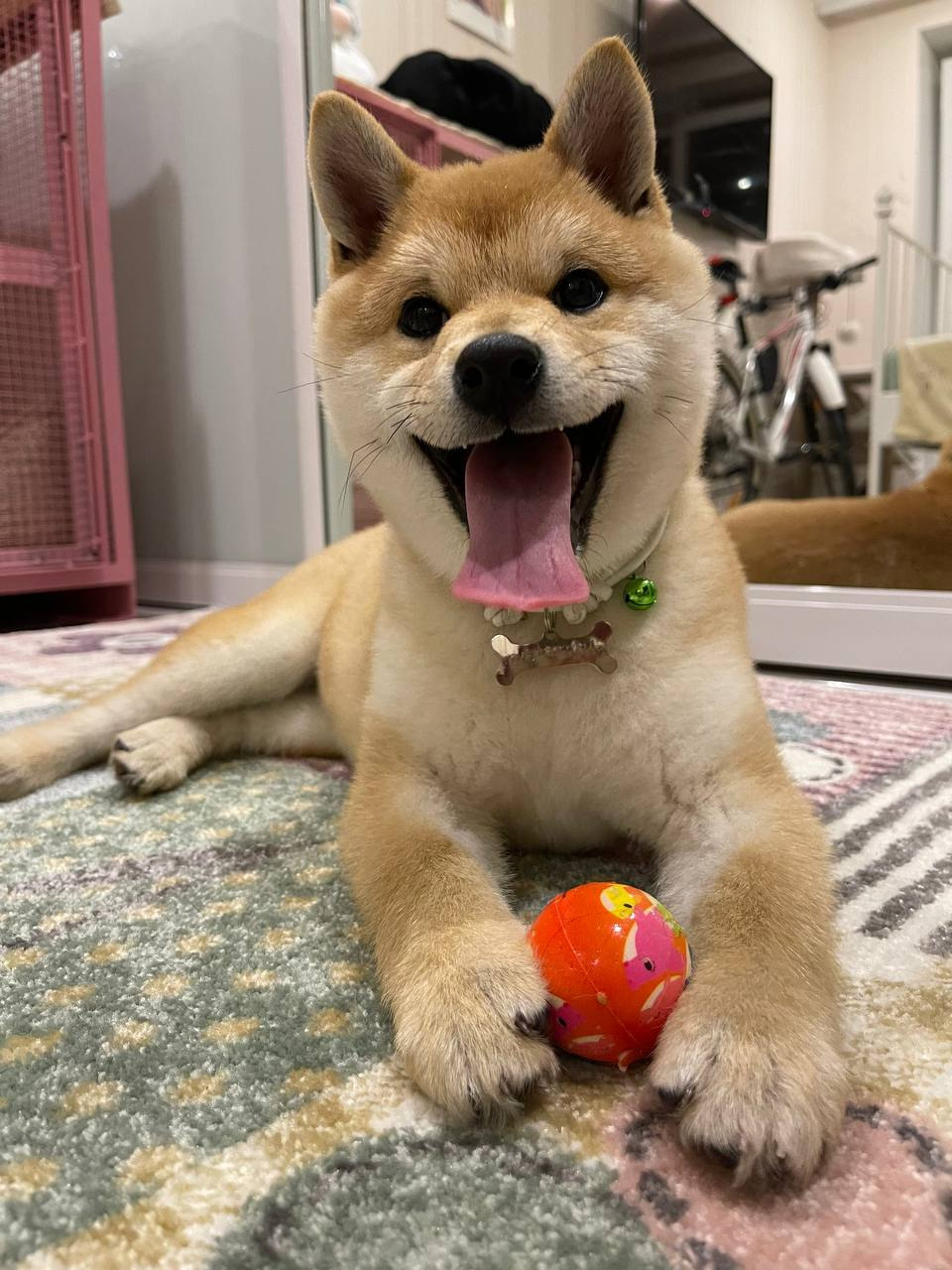 сиба питомник Рубилайт щенки на продажу rubylight  сиба щенки купить Шиба сиба-ину