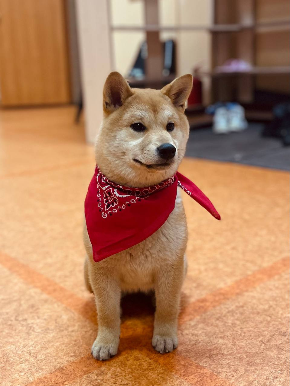 сиба питомник Рубилайт щенки на продажу rubylight  сиба щенки купить Шиба сиба-ину