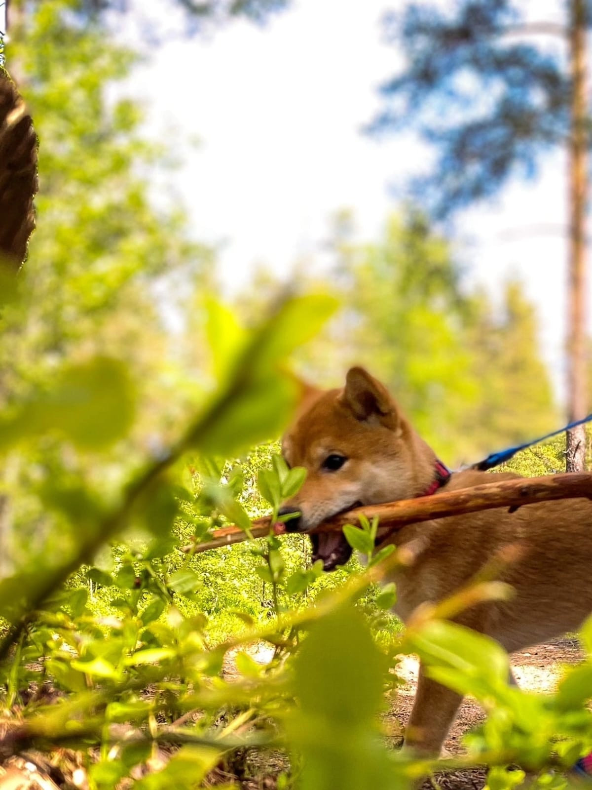 сиба питомник Рубилайт щенки на продажу rubylight  сиба щенки купить