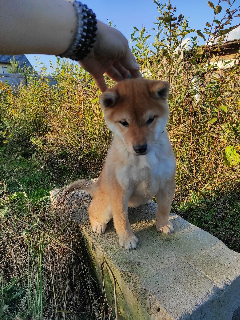 Сиба Rubylight Qiwi питомник Рубилайт 