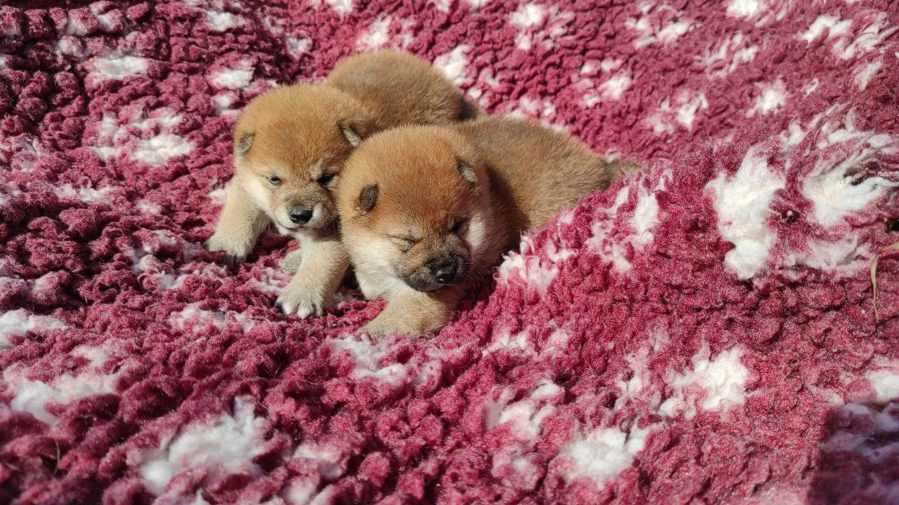 Сиба питомник Рубилайт помет Q