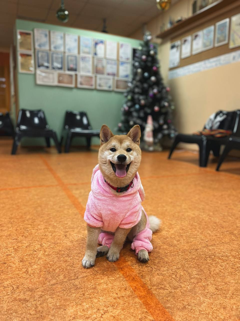 сиба питомник Рубилайт щенки на продажу rubylight  сиба щенки купить Шиба сиба-ину