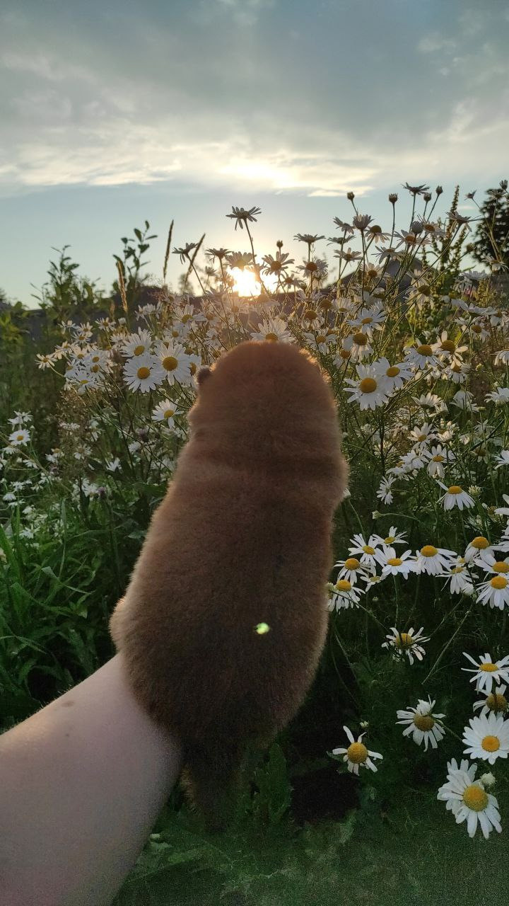 Сиба Rubylight Qiwi питомник Рубилайт 