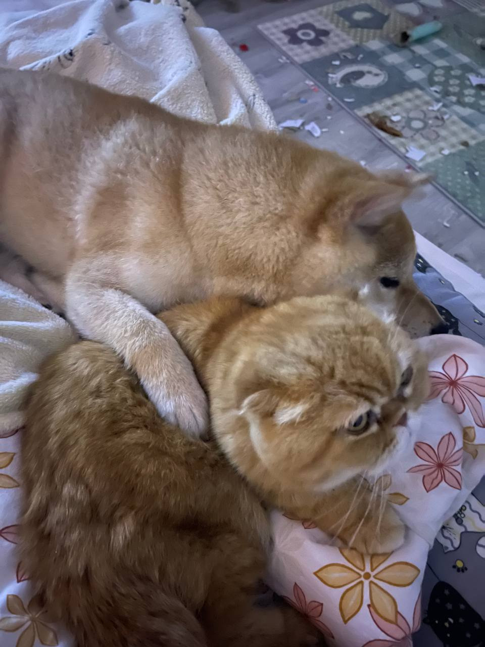 сиба питомник Рубилайт щенки на продажу rubylight  сиба щенки купить Шиба сиба-ину