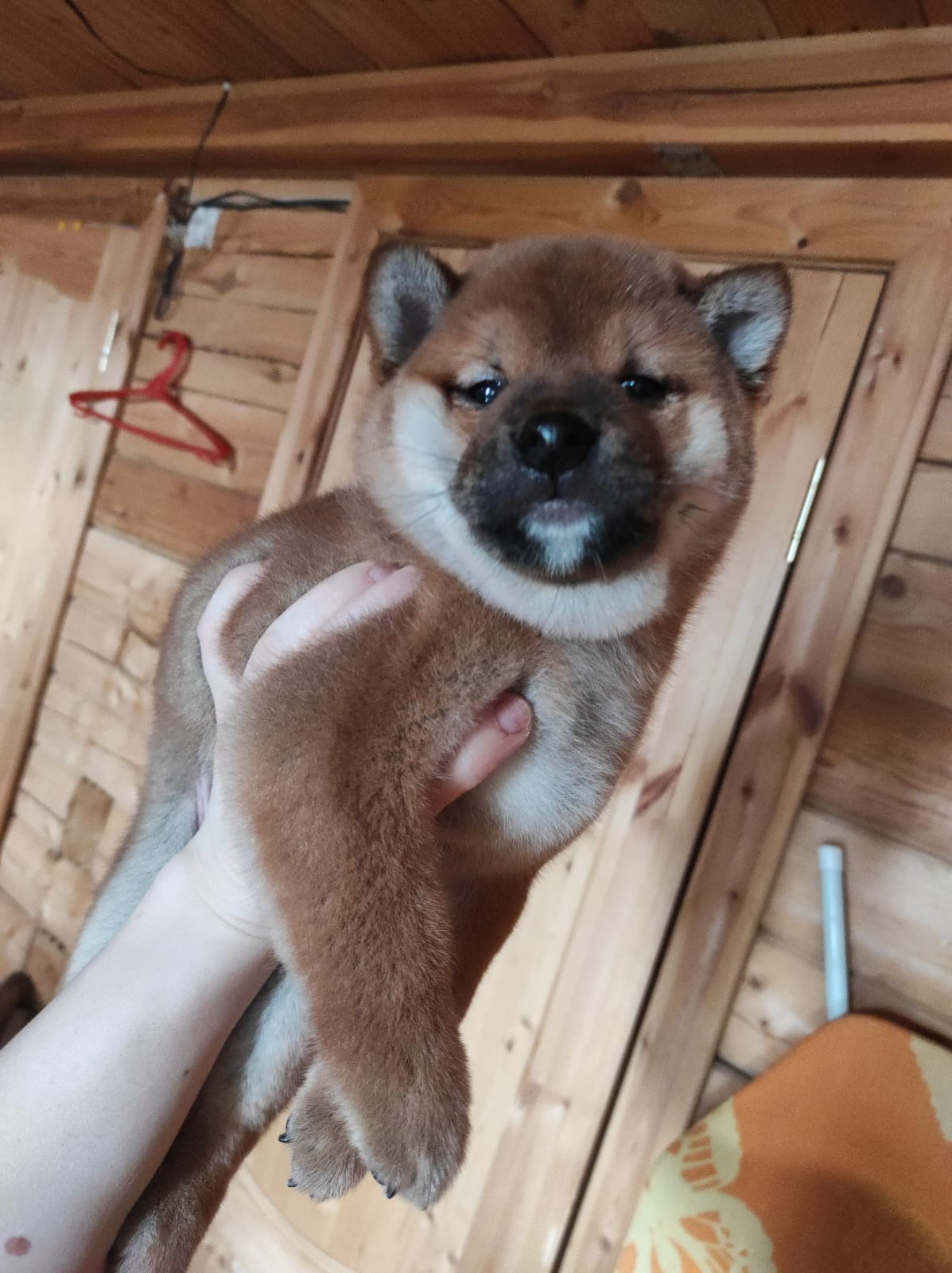 Сиба RUBYLIGHT Taddeus питомник Рубилайт 