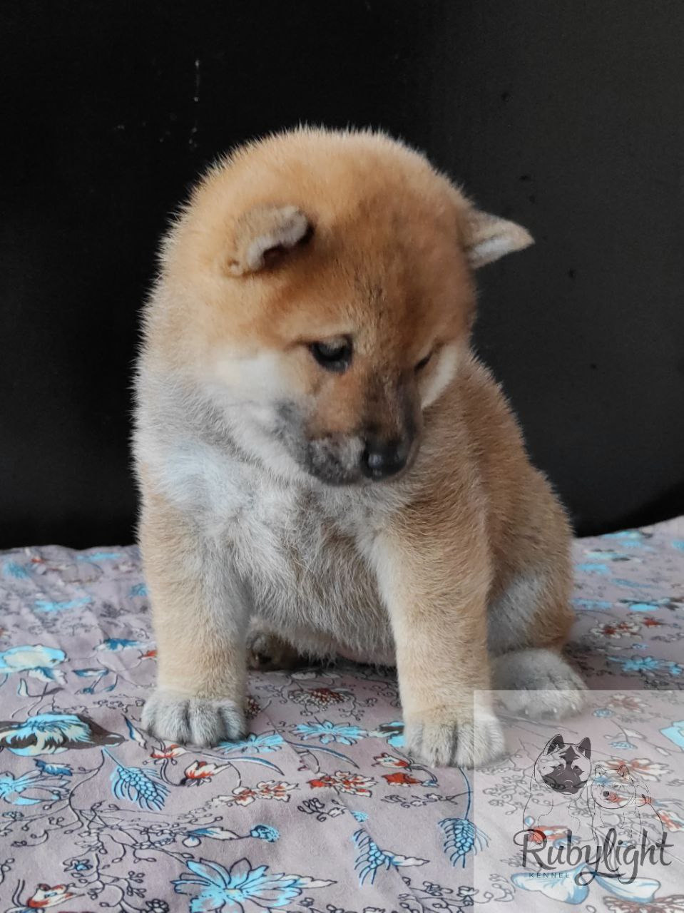 Сиба Rubylight Qiwi питомник Рубилайт 