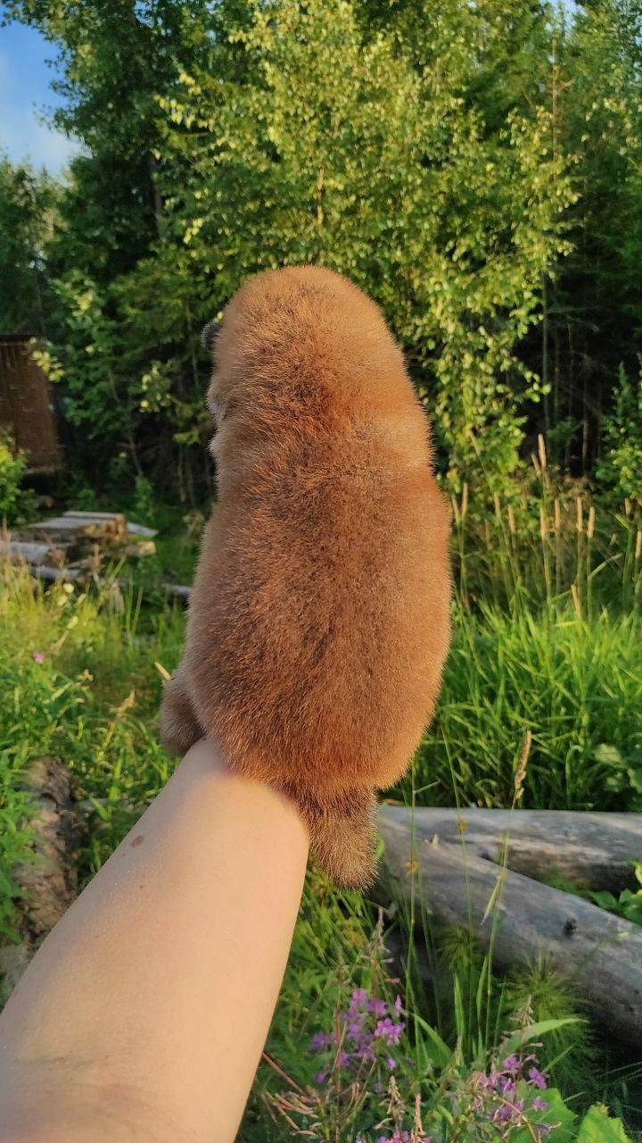 Сиба Rubylight Qiwi питомник Рубилайт 