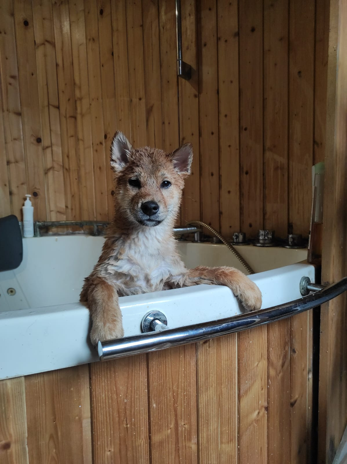 Сиба RUBYLIGHT Taddeus питомник Рубилайт 