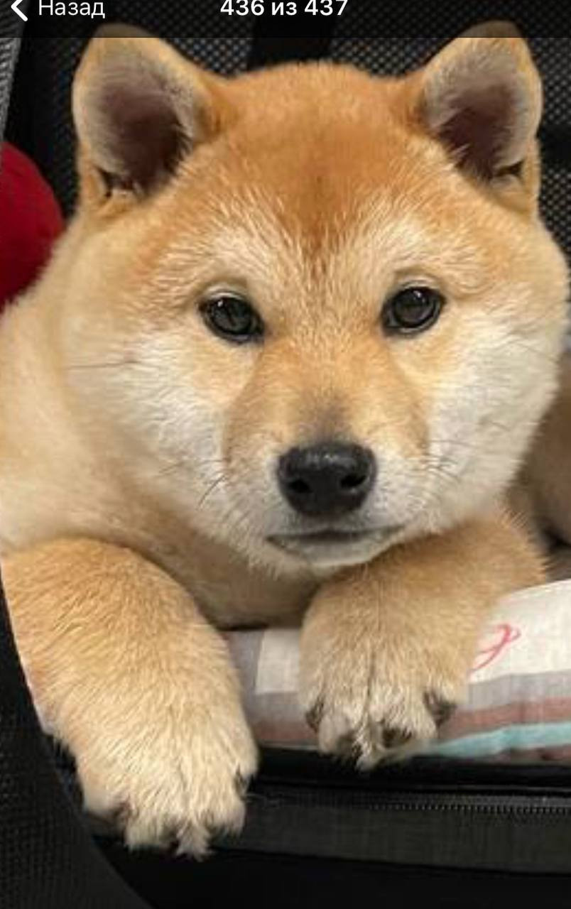 сиба питомник Рубилайт щенки на продажу rubylight  сиба щенки купить Шиба сиба-ину