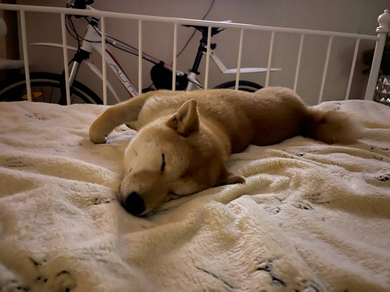 сиба питомник Рубилайт щенки на продажу rubylight  сиба щенки купить Шиба сиба-ину