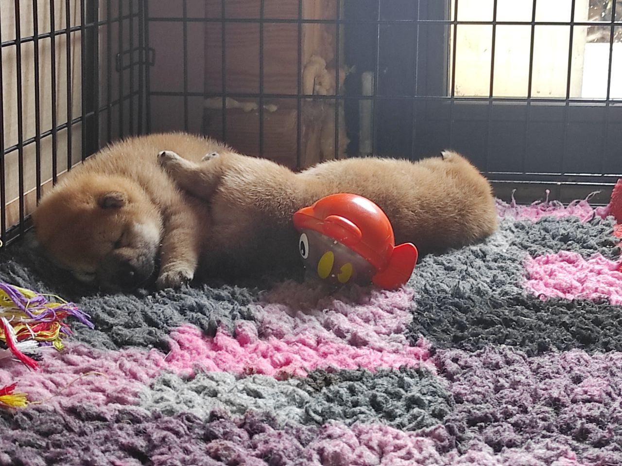 Сиба питомник Рубилайт помет Q