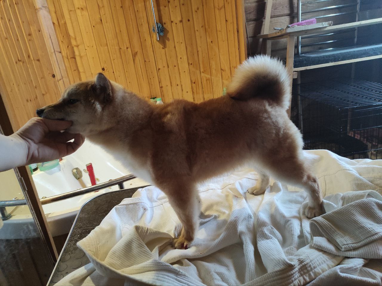 Сиба Rubylight Qiwi питомник Рубилайт 