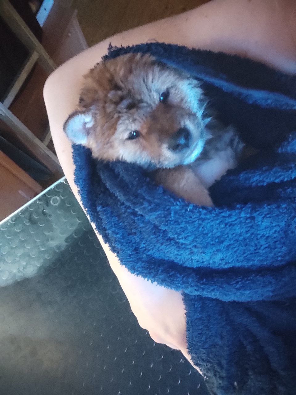 Rubylight Chester сиба питомник Рубилайт 