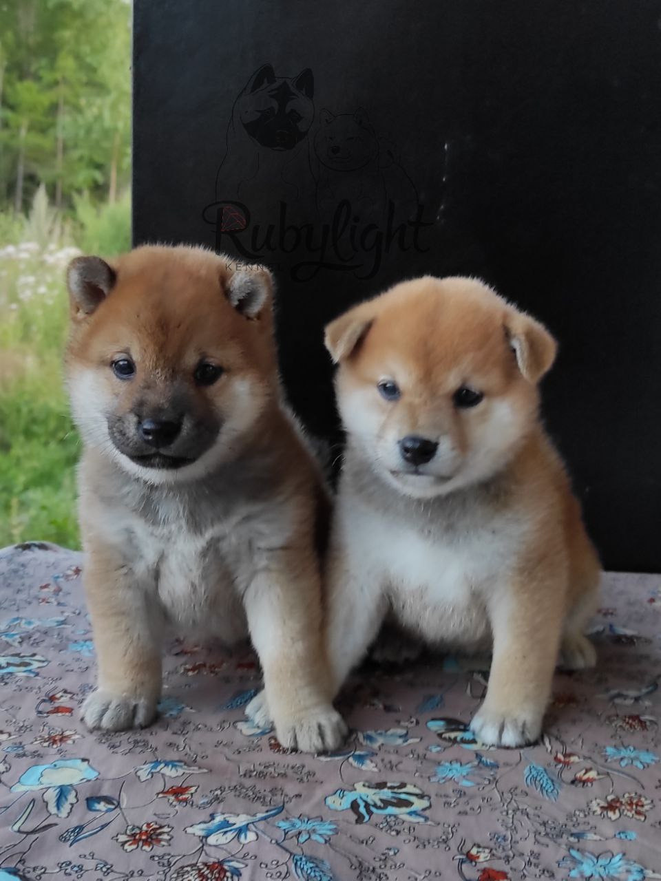 Сиба питомник Рубилайт помет Q