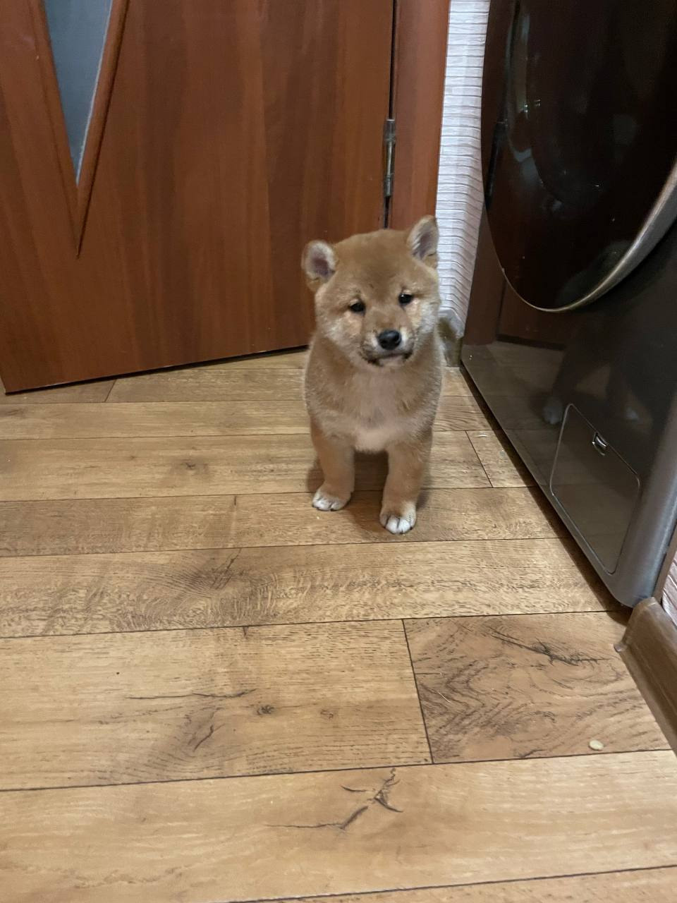 Rubylight Chester сиба питомник Рубилайт 