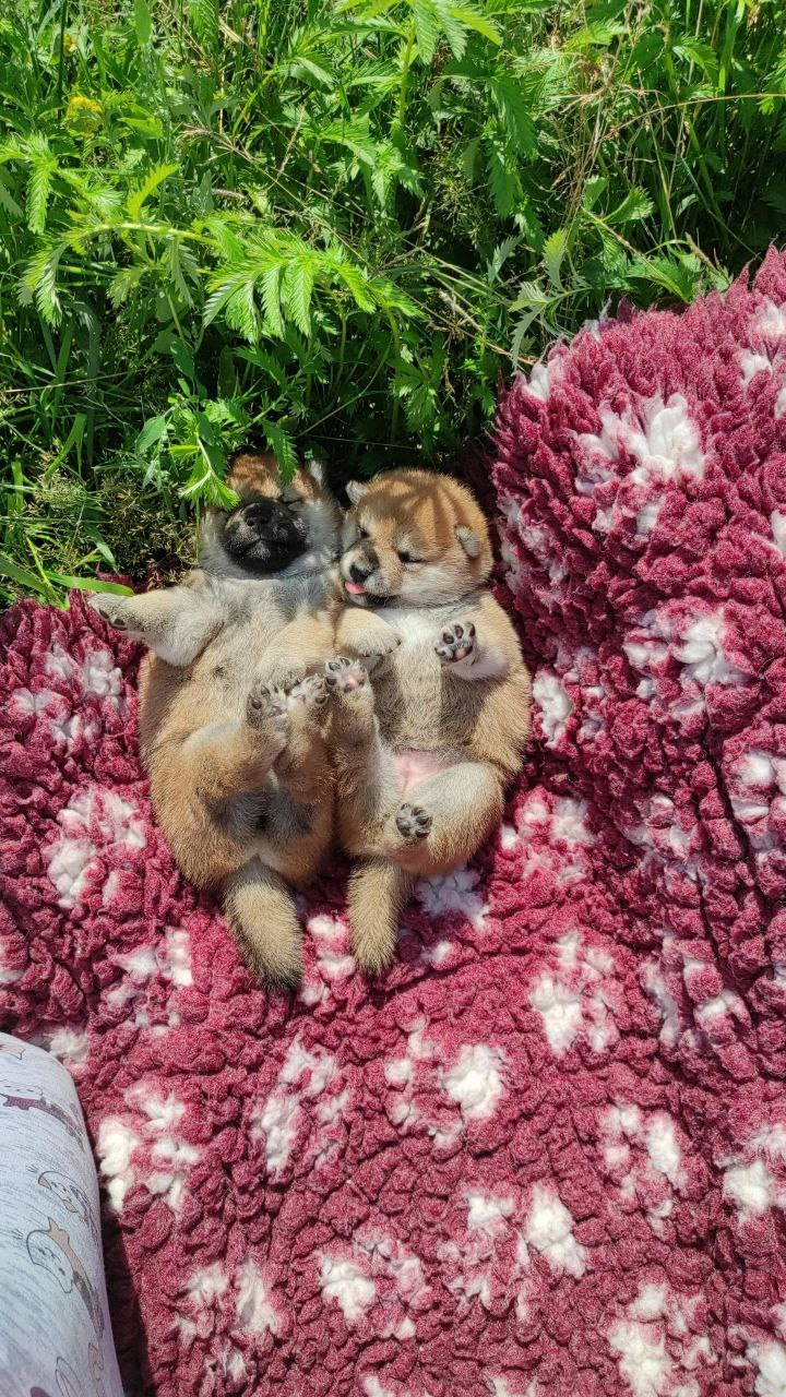 Сиба питомник Рубилайт помет Q