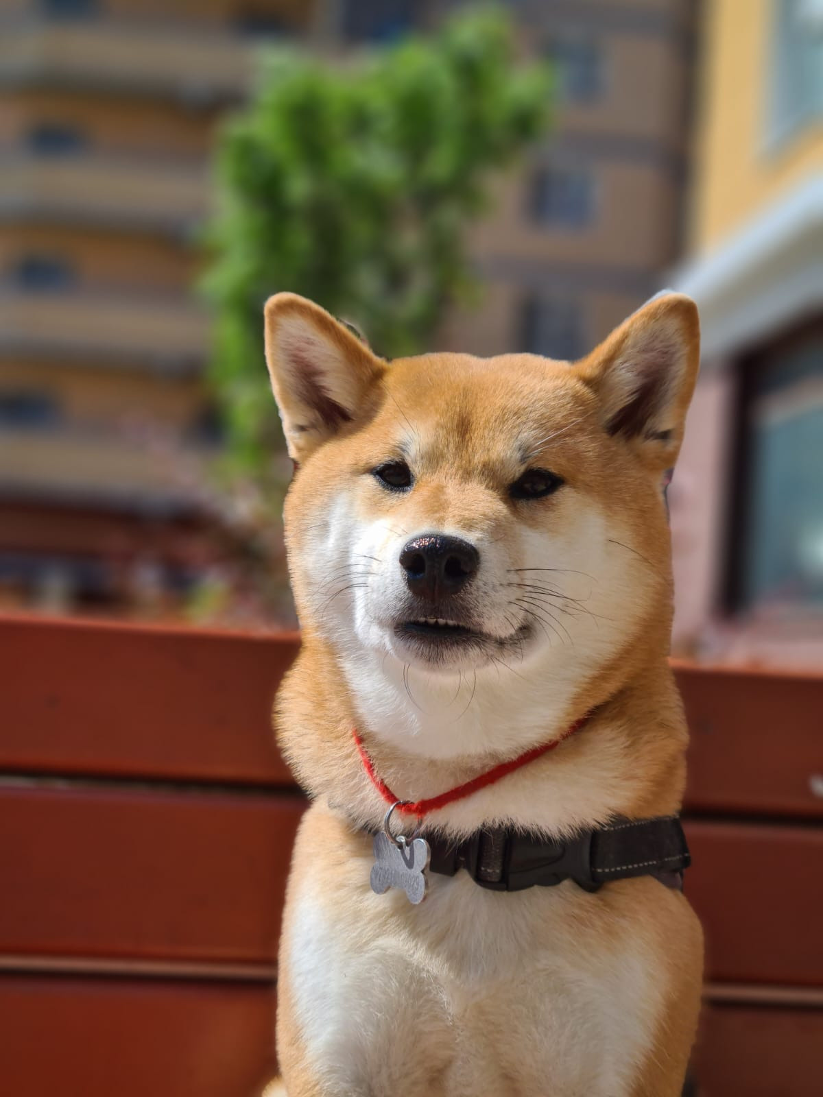 RUBYLIGHT DOLL * Долька (Отец: Хиро * HANDZIMEMESITE HIRO , Мать: Дэва * ZOLOTO PARTII DEVANA GODDESS OF HUNT) сиба