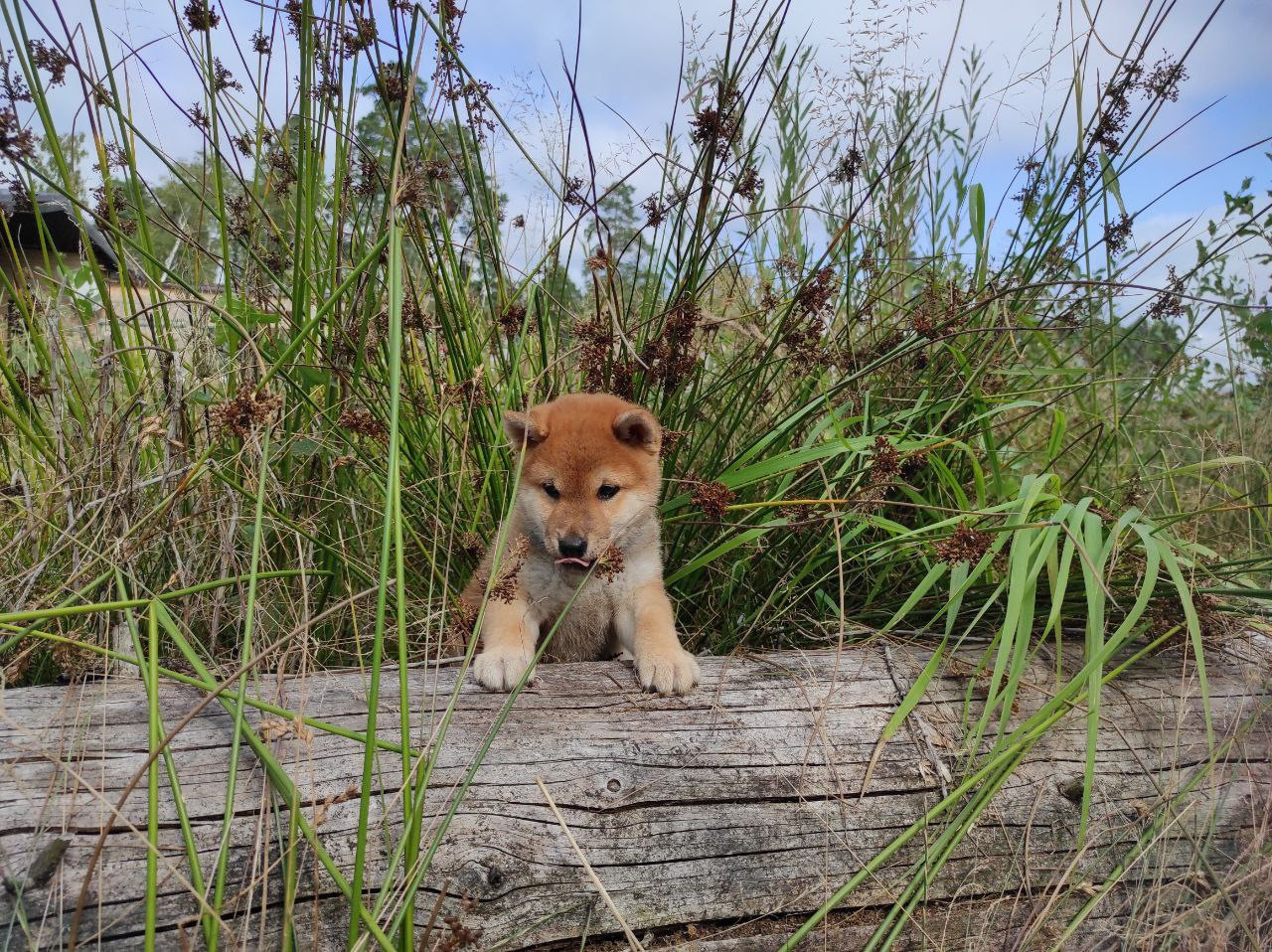 Сиба Rubylight Qiwi питомник Рубилайт 