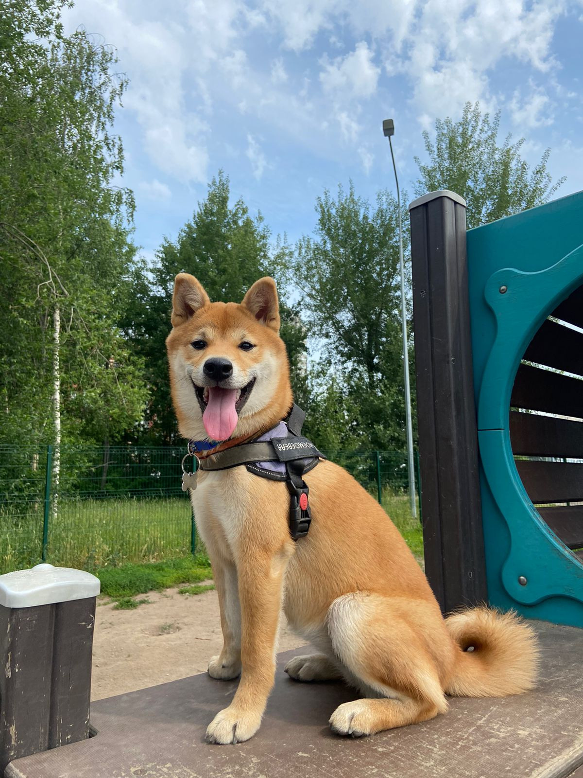 сиба питомник Рубилайт щенки на продажу rubylight  сиба щенки купить