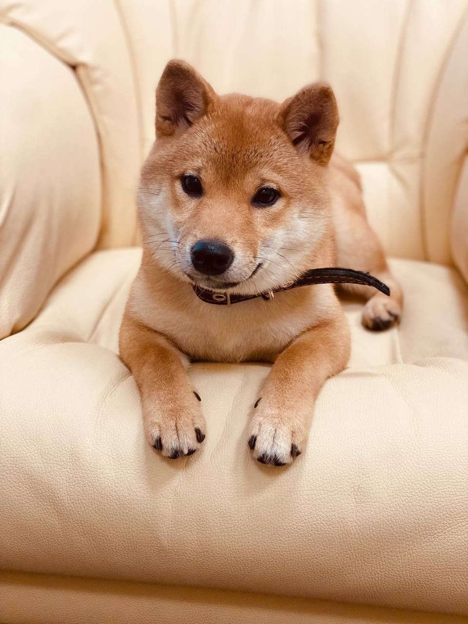 сиба питомник Рубилайт щенки на продажу rubylight  сиба щенки купить Шиба сиба-ину