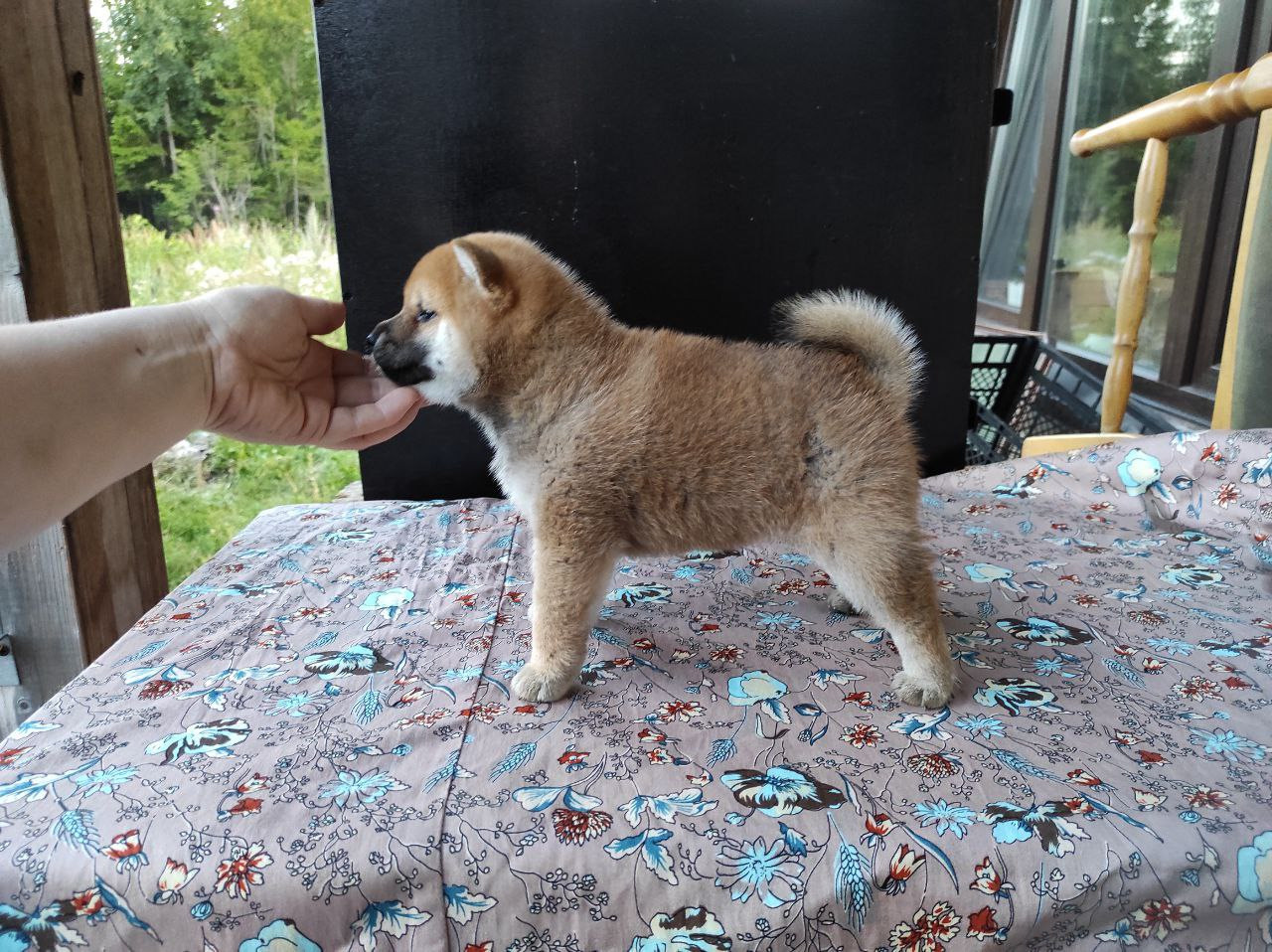 Сиба Rubylight Qiwi питомник Рубилайт 