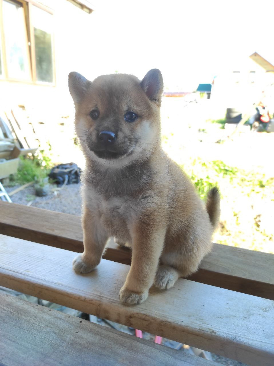 Сиба Rubylight Qiwi питомник Рубилайт 