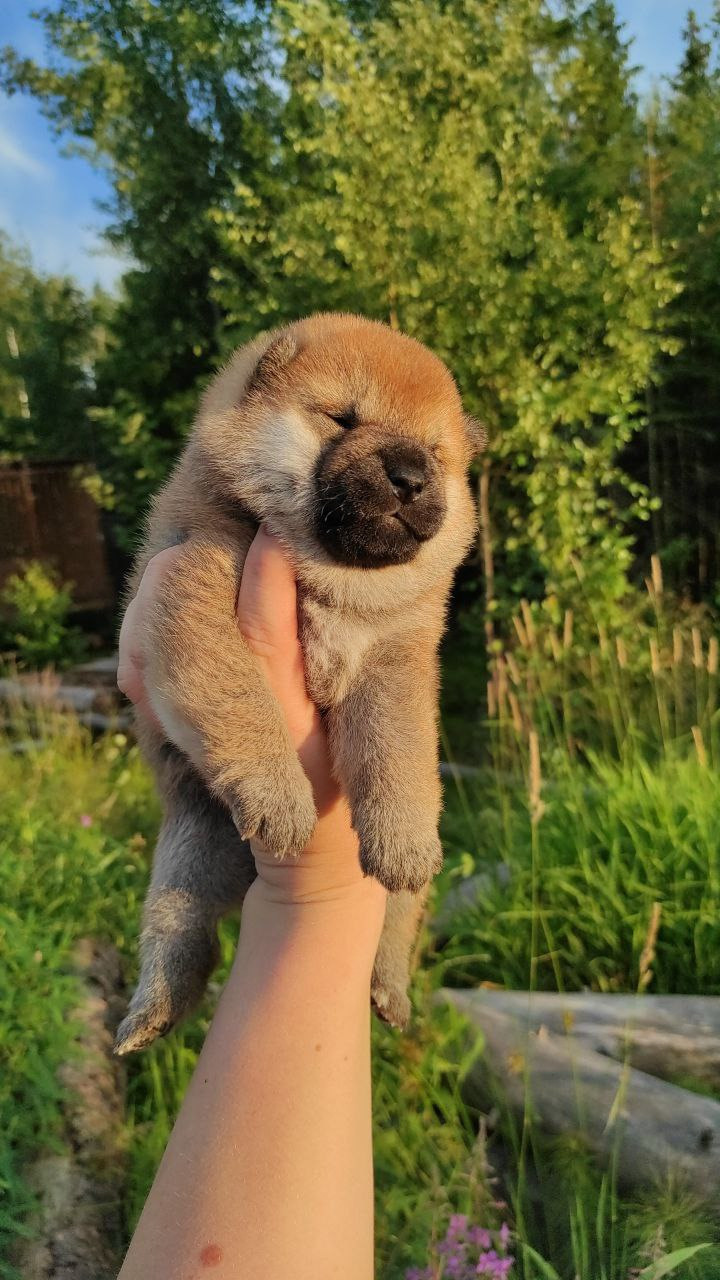 Сиба Rubylight Qiwi питомник Рубилайт 