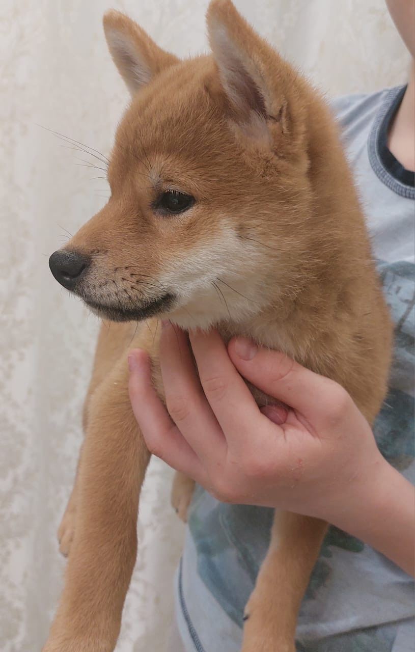 сиба питомник Рубилайт щенки на продажу rubylight  сиба щенки купить