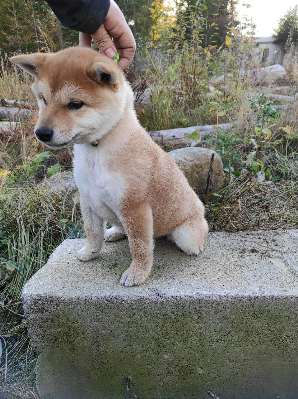 сиба питомник Рубилайт щенки на продажу rubylight  сиба щенки купить Шиба сиба-ину