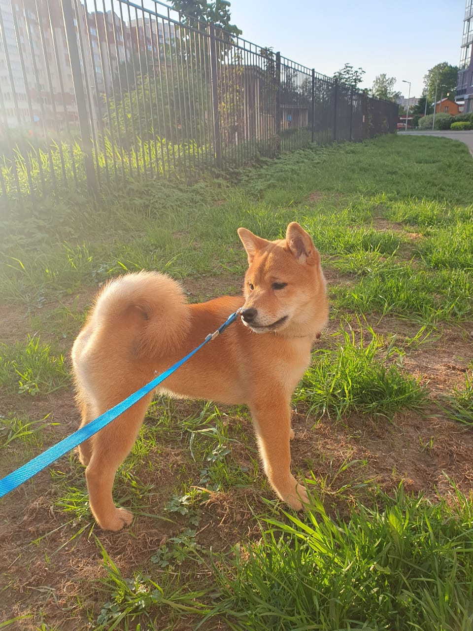 сиба питомник Рубилайт щенки на продажу rubylight  сиба щенки купить