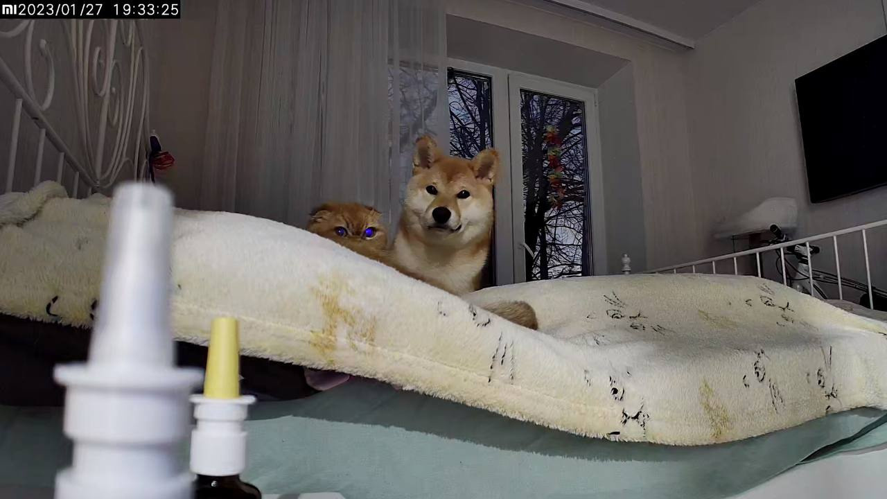 сиба питомник Рубилайт щенки на продажу rubylight  сиба щенки купить Шиба сиба-ину