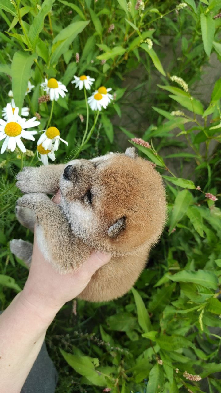 сиба питомник Рубилайт щенки на продажу rubylight  сиба щенки купить Шиба сиба-ину