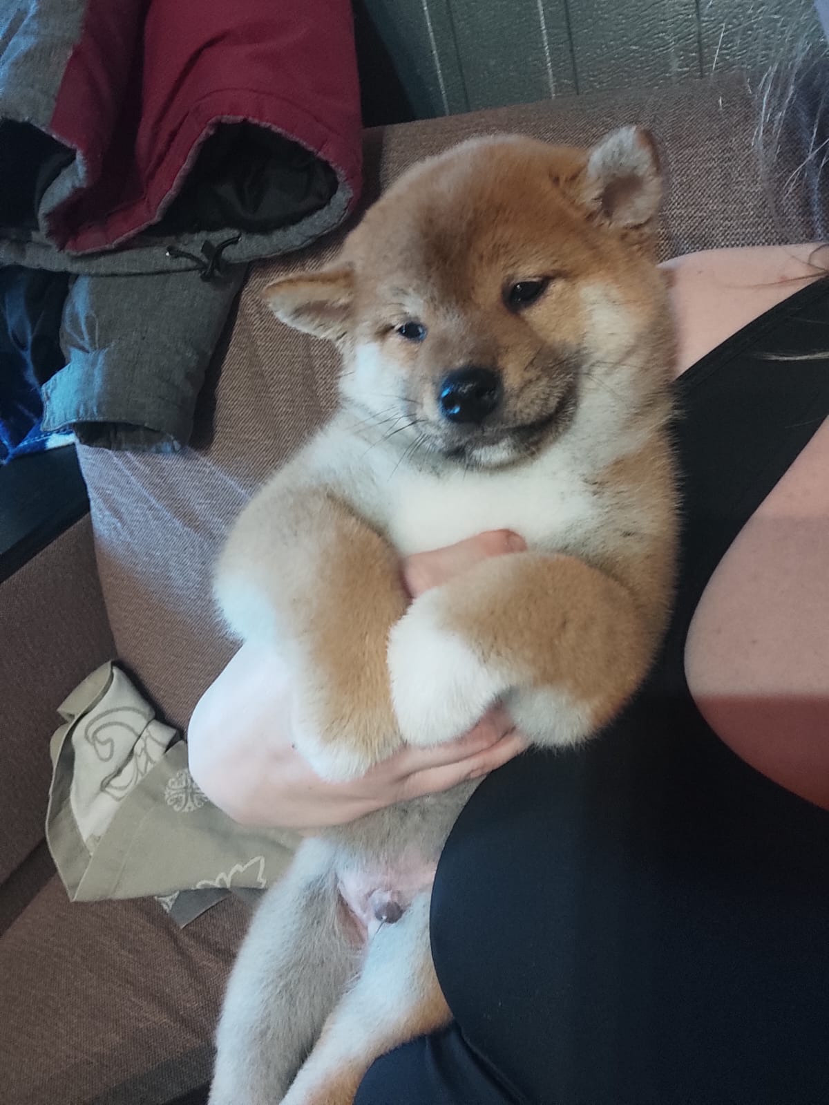 сиба питомник Рубилайт щенки на продажу rubylight  сиба щенки купить Шиба сиба-ину