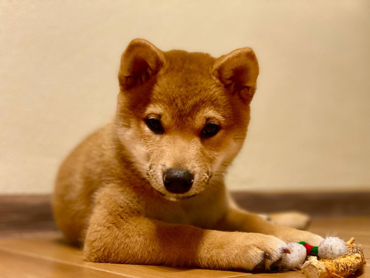 сиба питомник Рубилайт щенки на продажу rubylight  сиба щенки купить Шиба сиба-ину