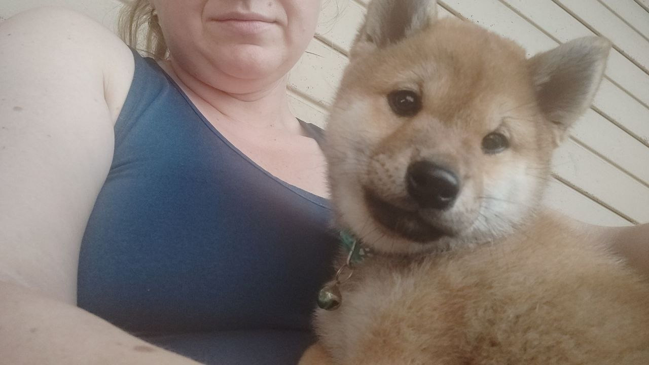 Сиба Rubylight Qiwi питомник Рубилайт 