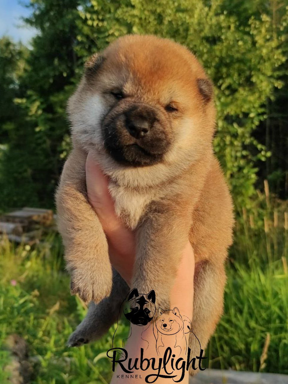 Сиба Rubylight Qiwi питомник Рубилайт 