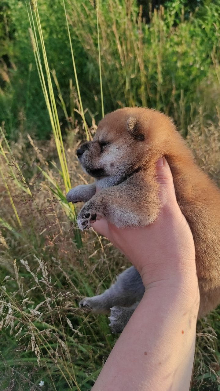 сиба питомник Рубилайт щенки на продажу rubylight  сиба щенки купить Шиба сиба-ину