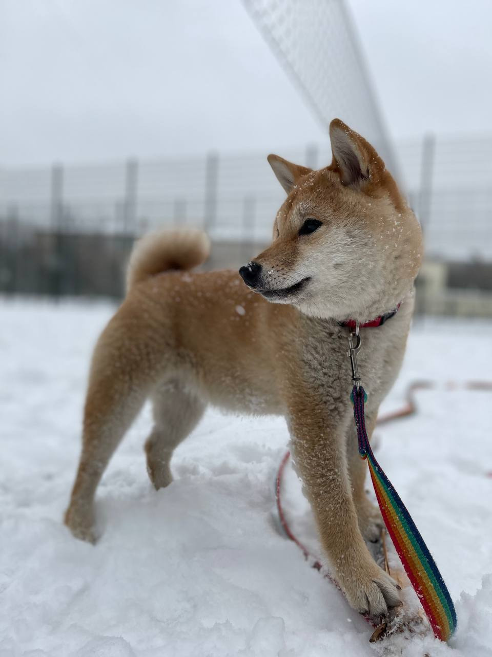 сиба питомник Рубилайт щенки на продажу rubylight  сиба щенки купить Шиба сиба-ину