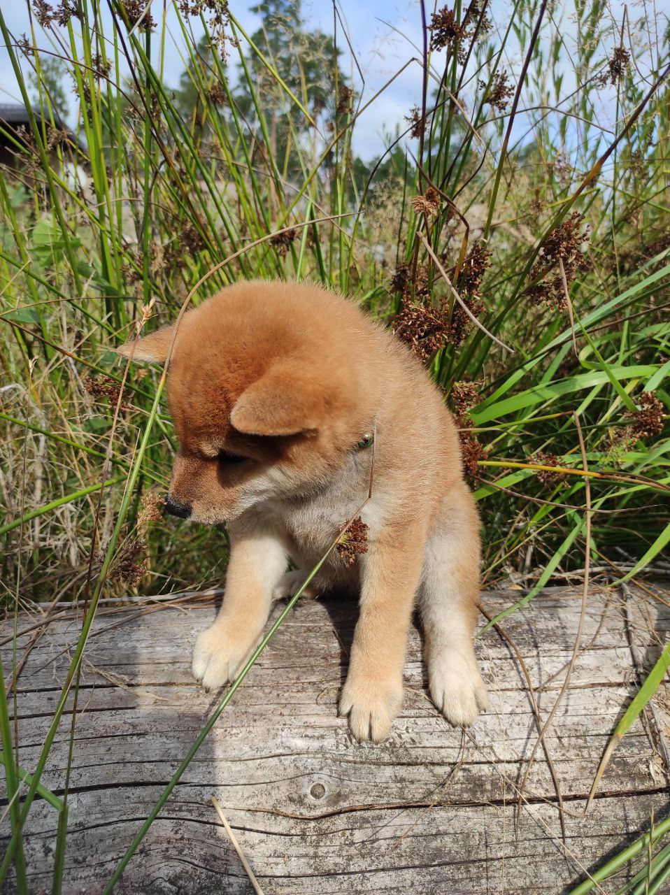 Сиба Rubylight Qiwi питомник Рубилайт 