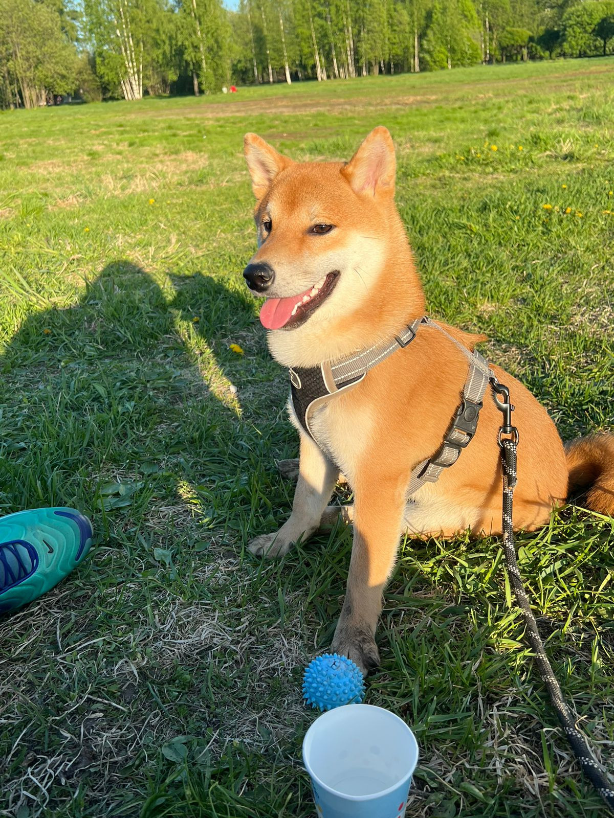 сиба питомник Рубилайт щенки на продажу rubylight  сиба щенки купить Шиба сиба-ину