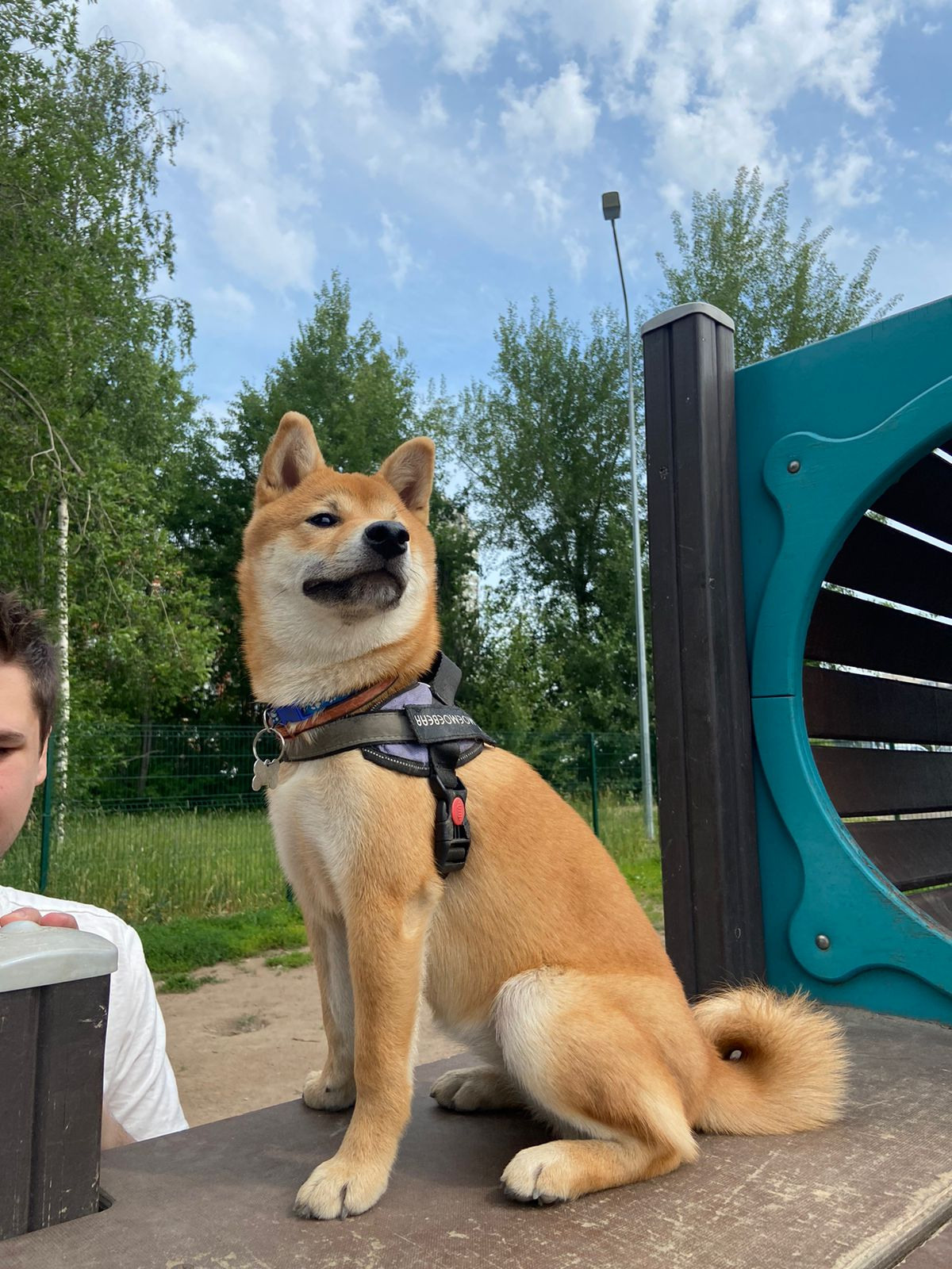 сиба питомник Рубилайт щенки на продажу rubylight  сиба щенки купить