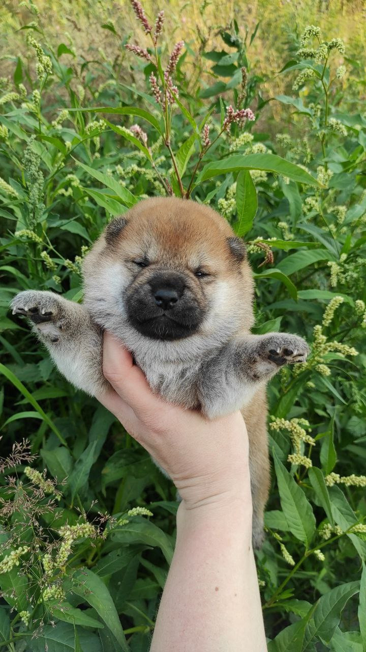 Сиба Rubylight Qiwi питомник Рубилайт 