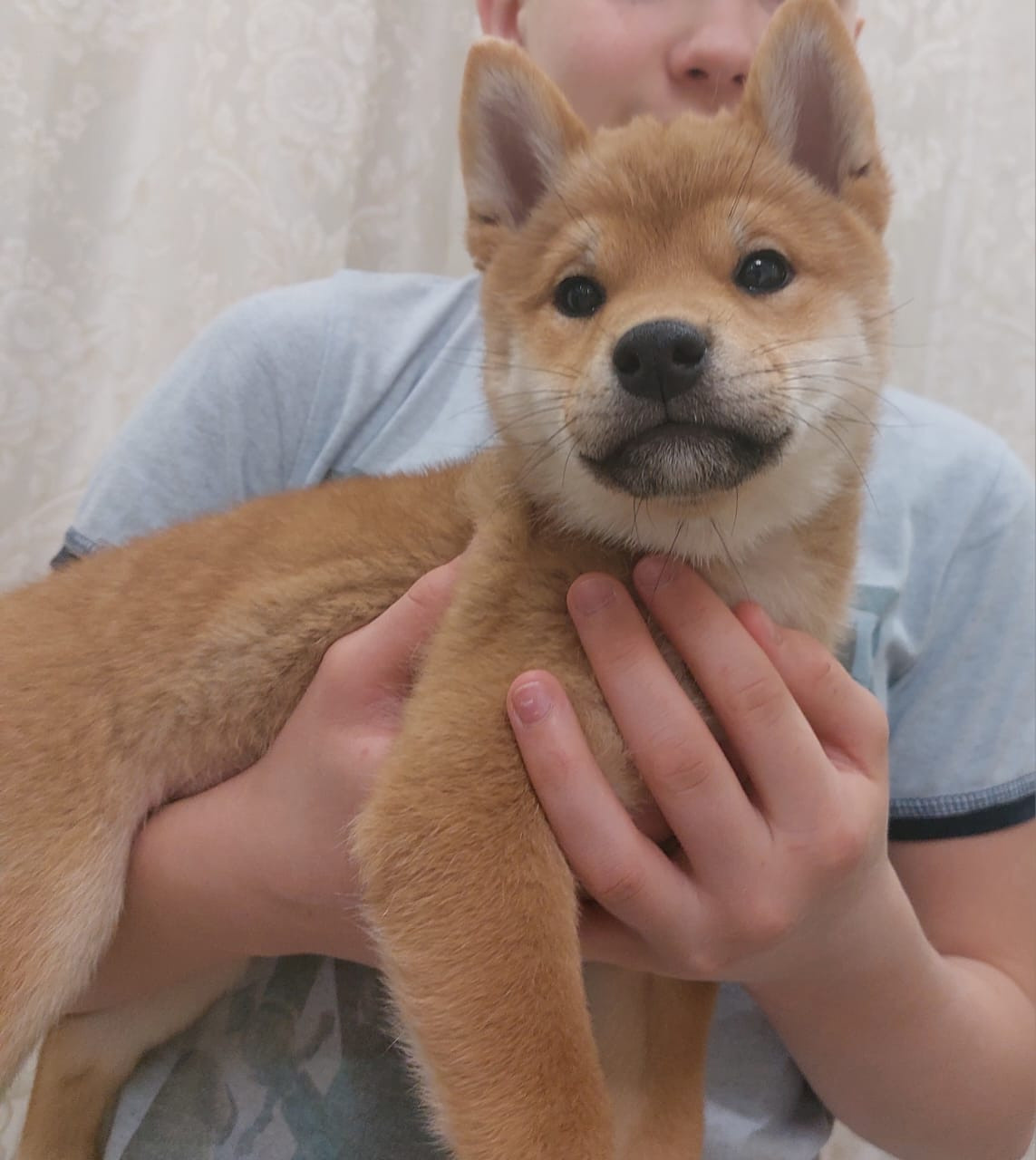 сиба питомник Рубилайт щенки на продажу rubylight  сиба щенки купить