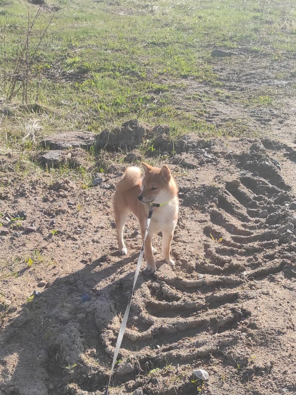 Rubylight Chester сиба питомник Рубилайт 