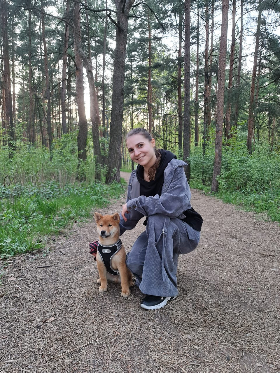 Сиба RUBYLIGHT Taddeus питомник Рубилайт 