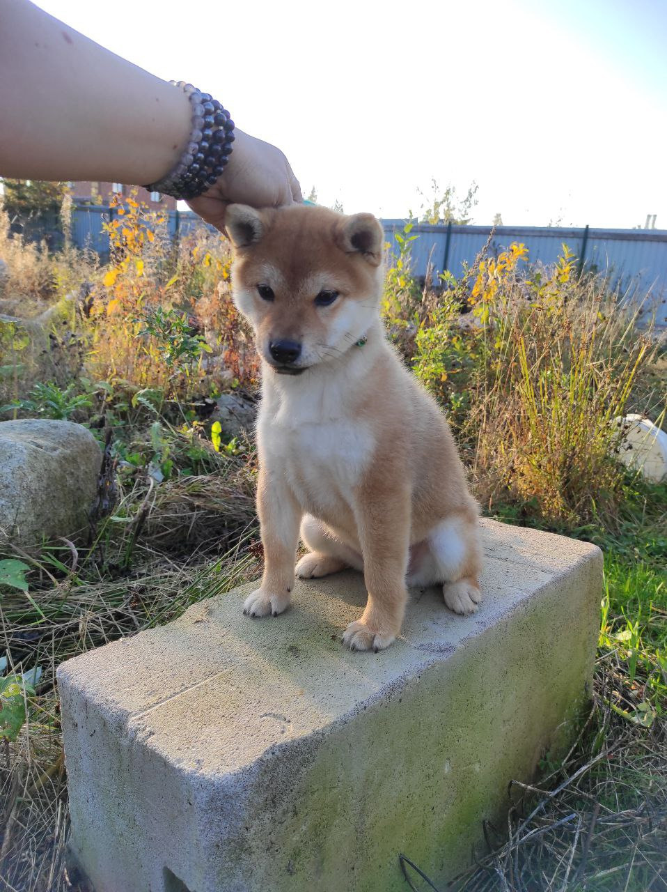 Сиба Rubylight Qiwi питомник Рубилайт 