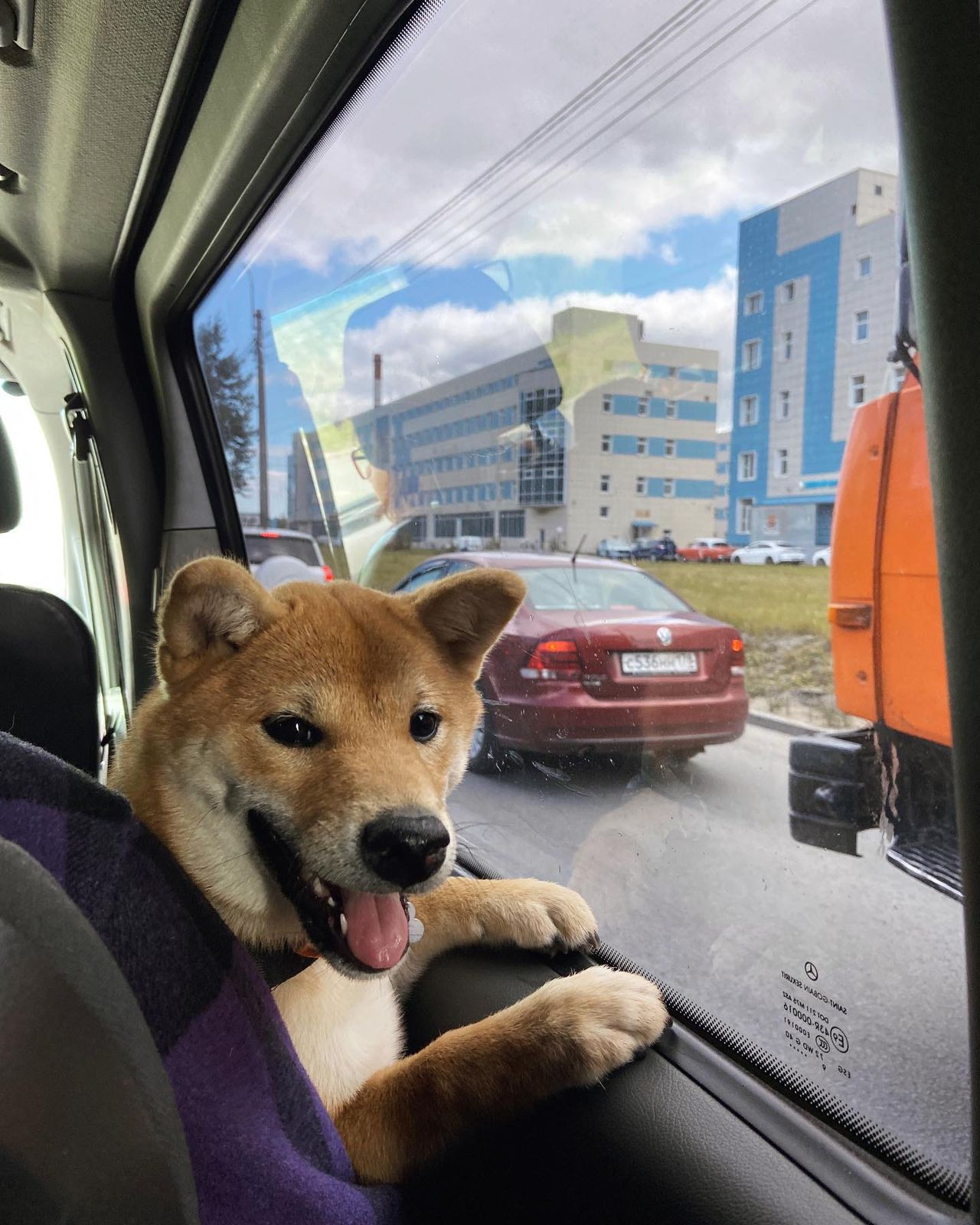 сиба питомник Рубилайт щенки на продажу rubylight  сиба щенки купить