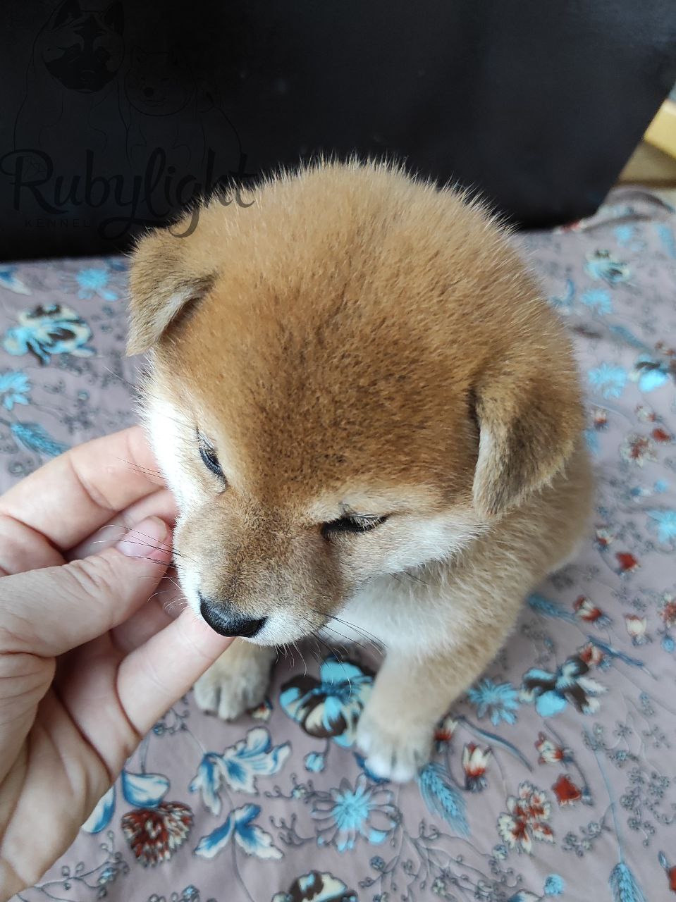сиба питомник Рубилайт щенки на продажу rubylight  сиба щенки купить Шиба сиба-ину